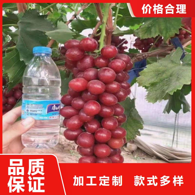 葡萄,核桃苗订制批发