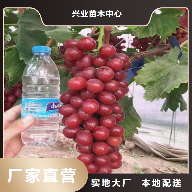 葡萄水蜜桃苗同行低价