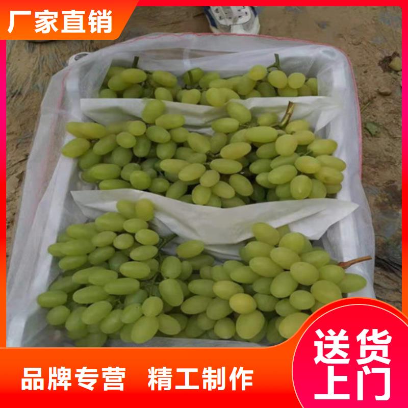 葡萄蟠桃苗质保一年