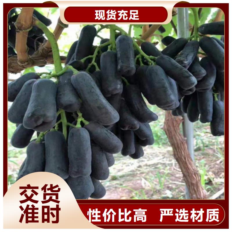 葡萄,核桃苗订制批发