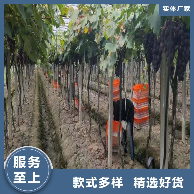 葡萄【水蜜桃苗】设计制造销售服务一体