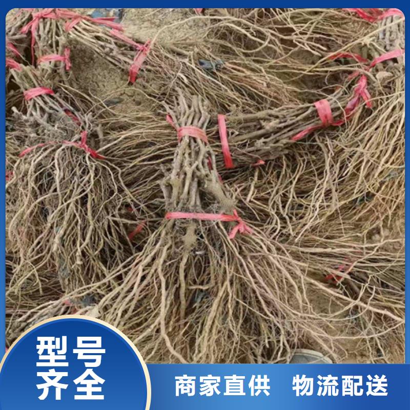 葡萄枣树苗品质信得过