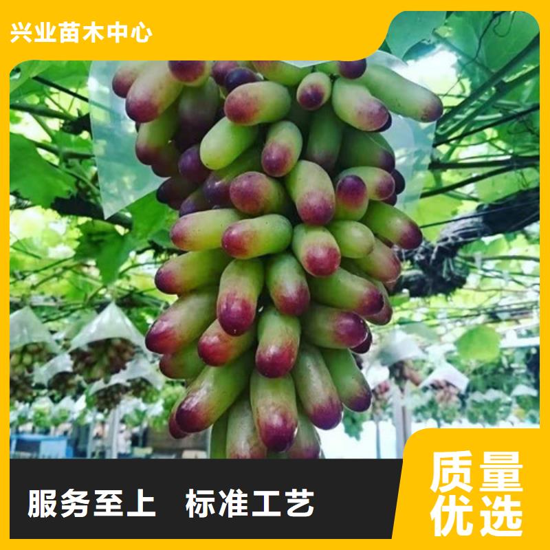 葡萄草莓苗批发供应
