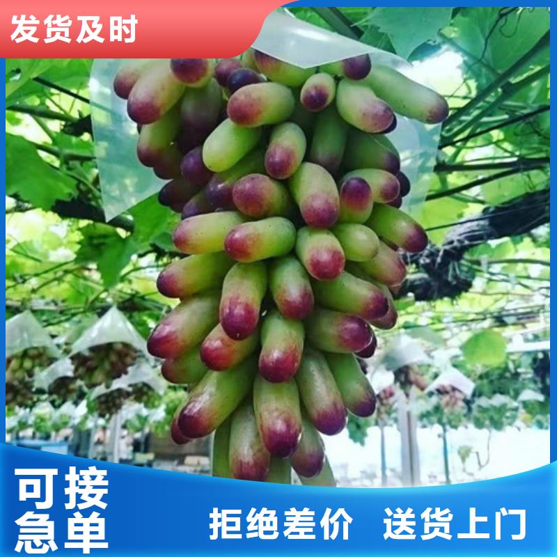 葡萄蟠桃苗质保一年
