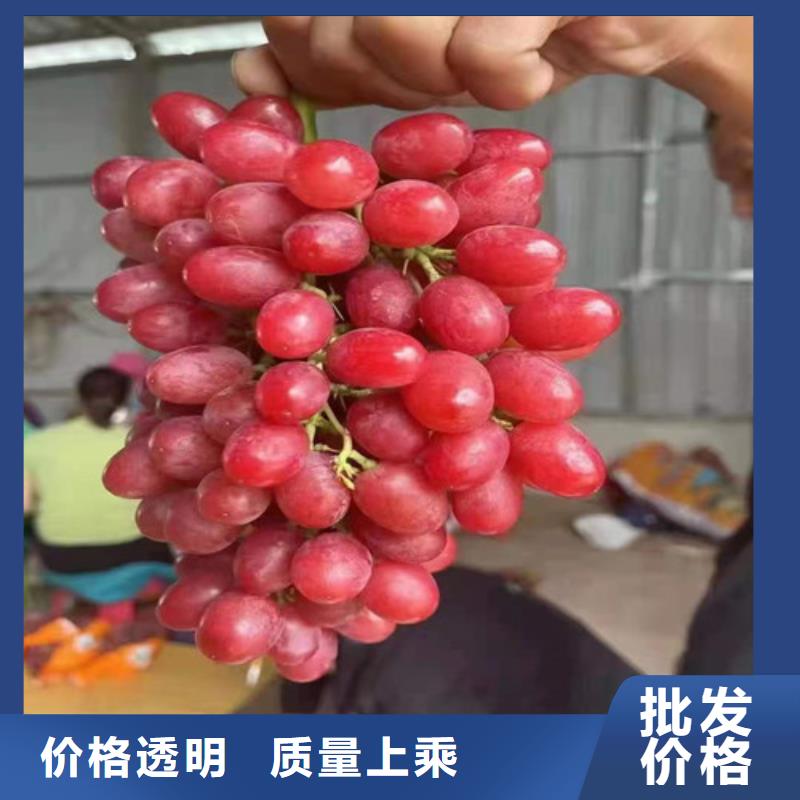 葡萄,核桃苗订制批发