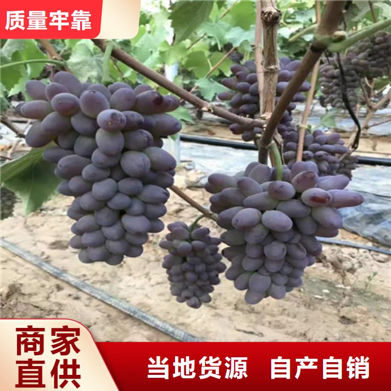 葡萄水蜜桃苗同行低价