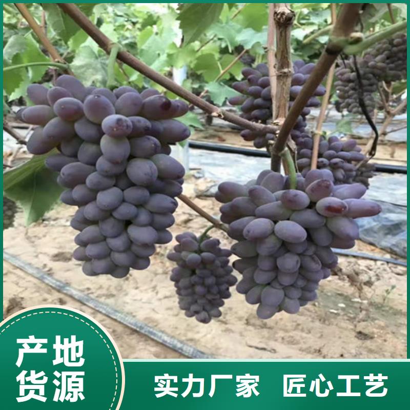 葡萄草莓苗批发供应