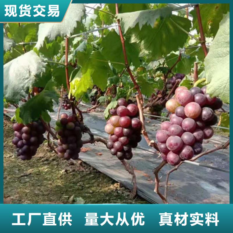 葡萄蟠桃苗质保一年