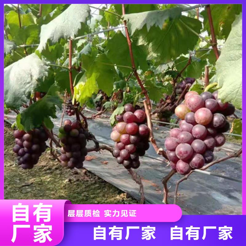 葡萄大棚草莓苗买的是放心