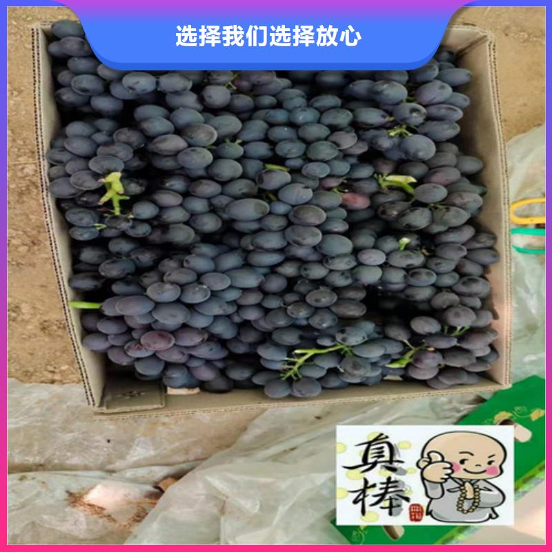 葡萄【水蜜桃苗】设计制造销售服务一体