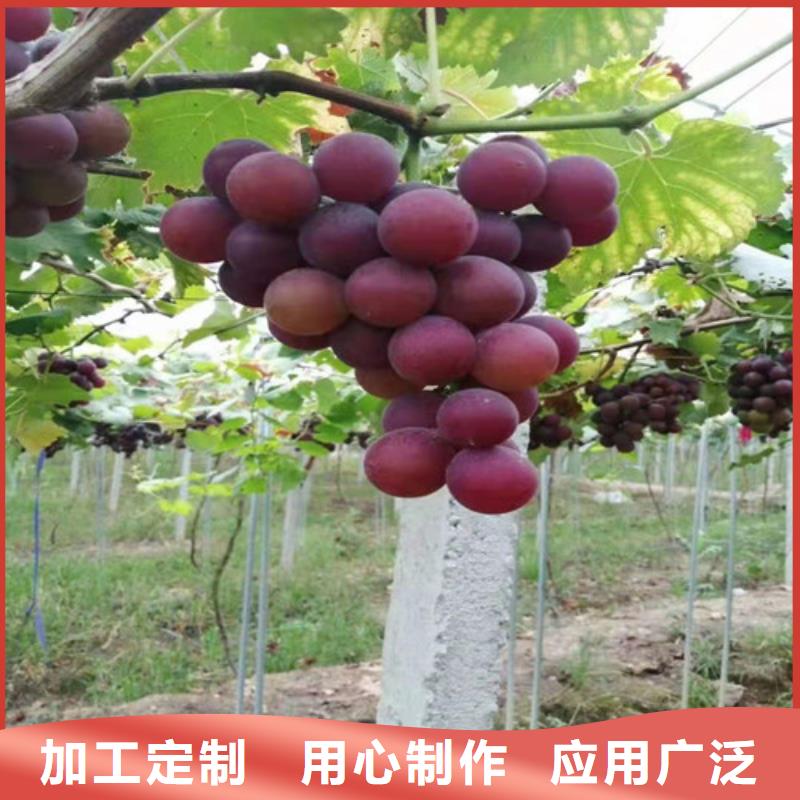 葡萄蟠桃苗质保一年