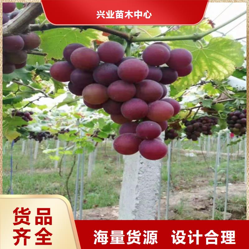 葡萄香椿树苗专注细节使用放心