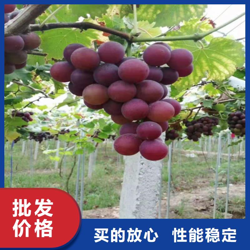 葡萄大棚草莓苗买的是放心