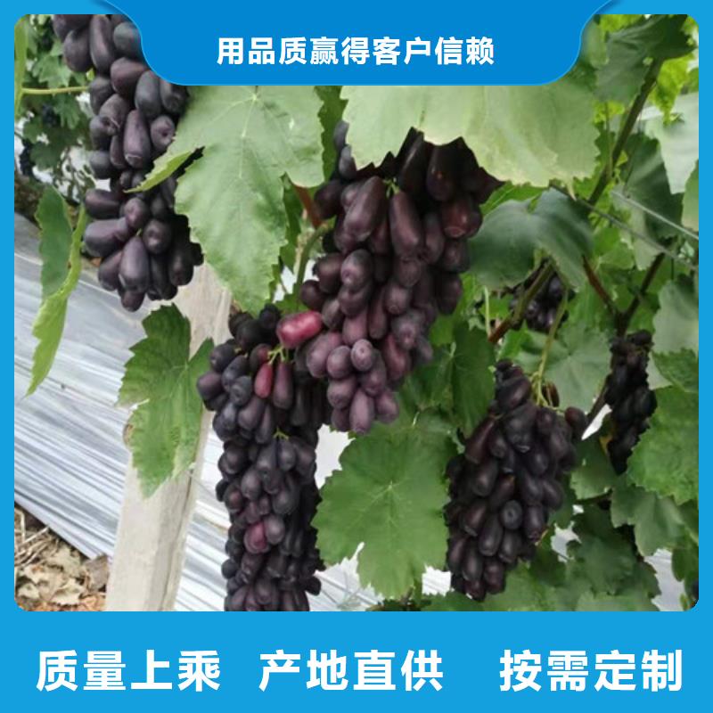 葡萄花椒苗工厂价格