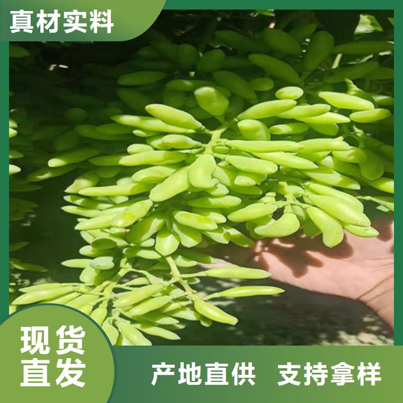 葡萄_葡萄苗精工制作