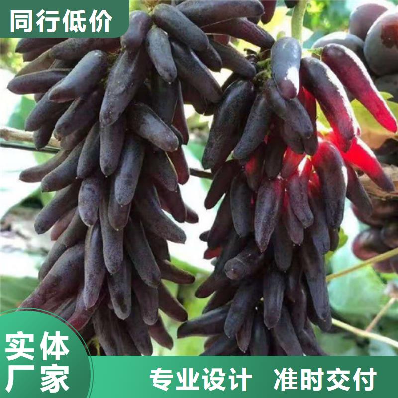 葡萄枣树苗品质信得过