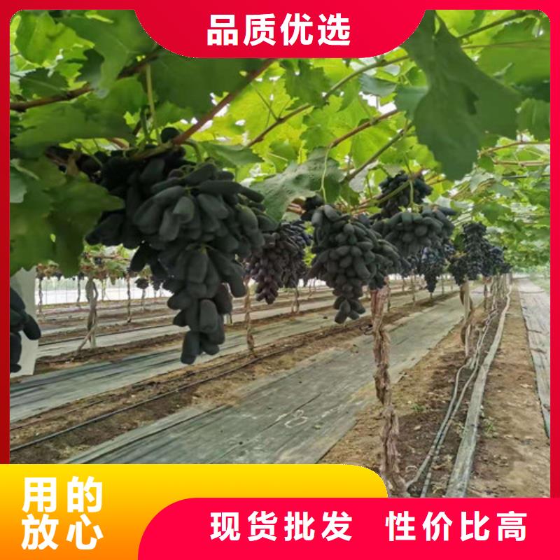 葡萄【水蜜桃苗】设计制造销售服务一体