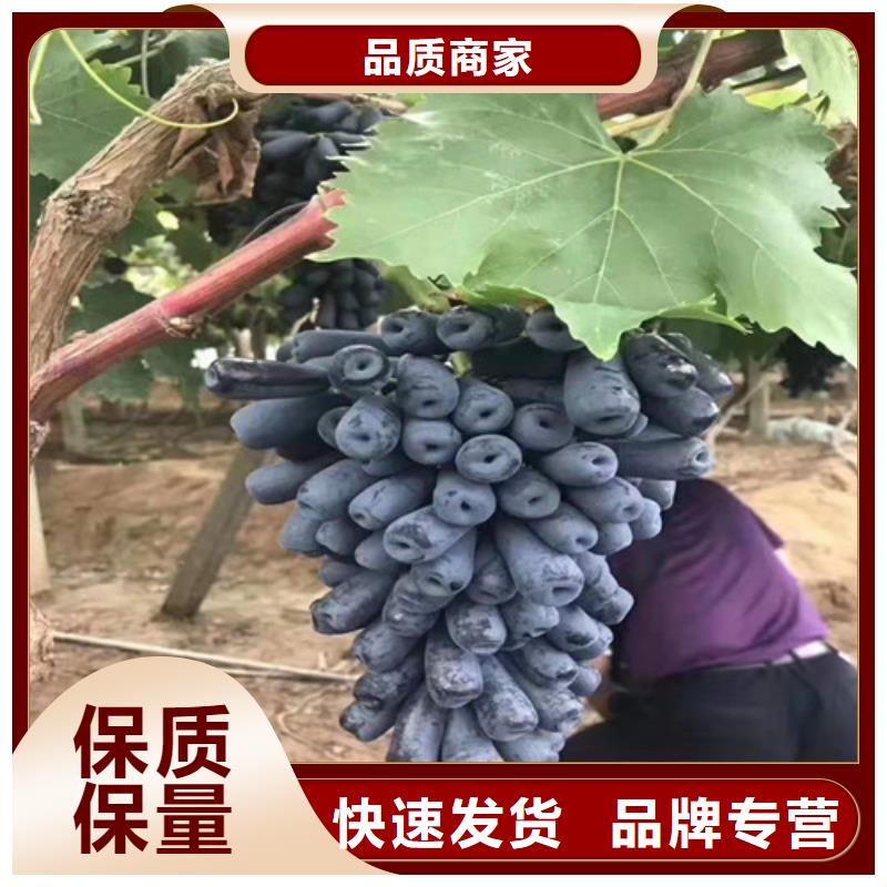 葡萄草莓苗批发供应
