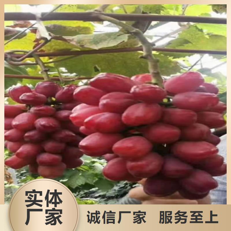 葡萄水蜜桃苗同行低价