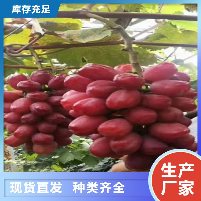 葡萄枣树苗品质信得过