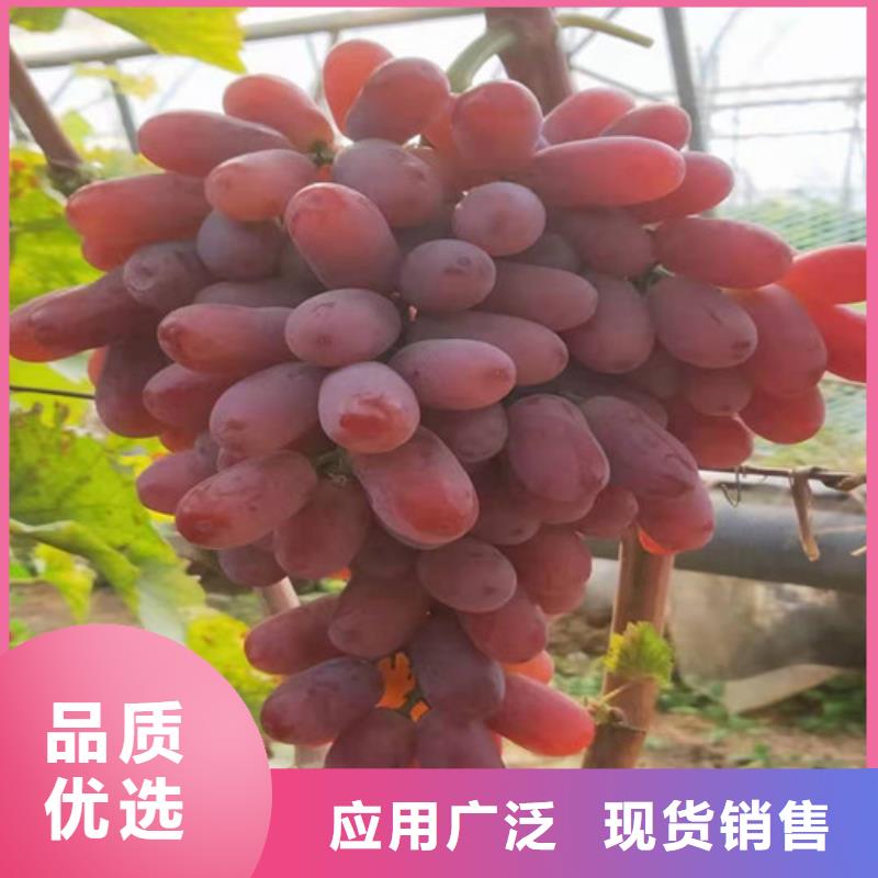 葡萄大棚草莓苗买的是放心
