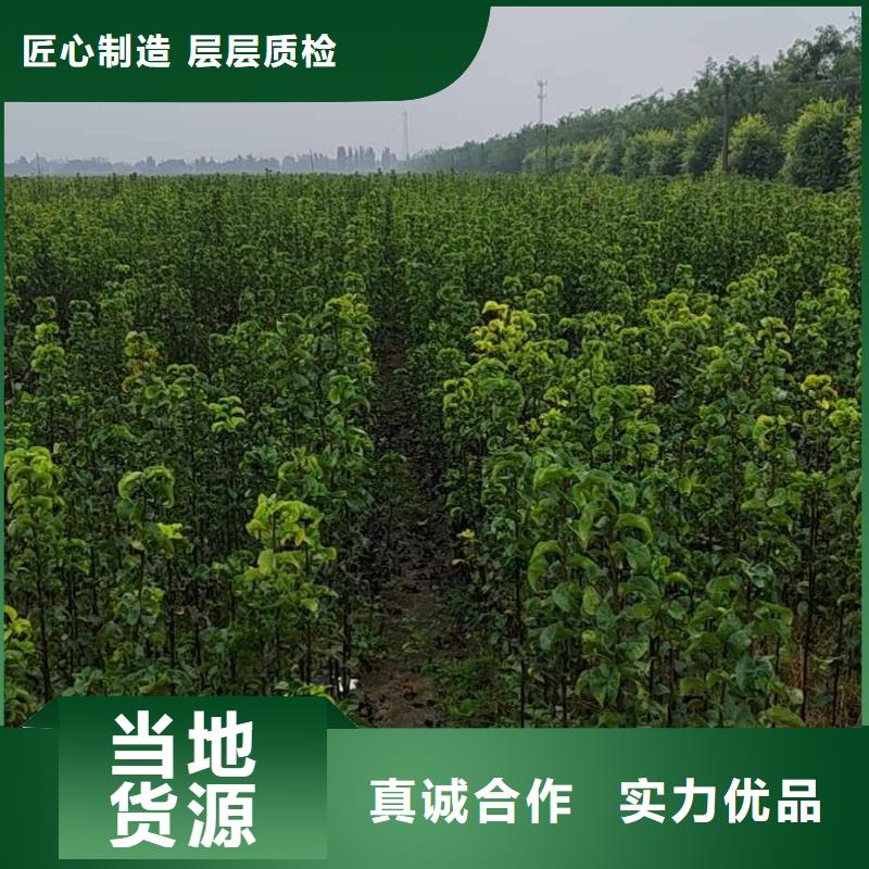 梨-红香酥梨树苗专业生产厂家
