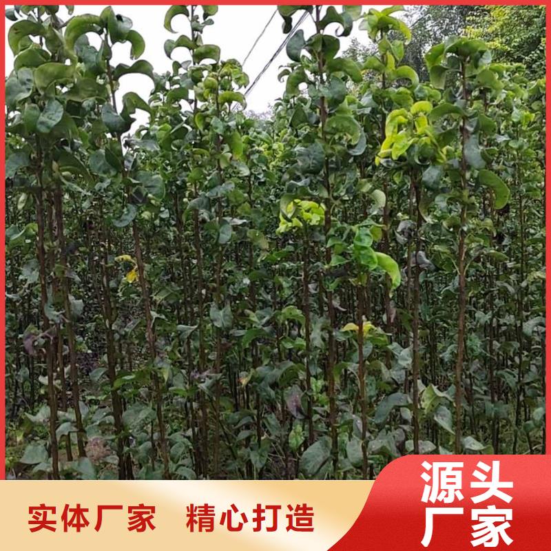 梨梨树苗基地现货实拍