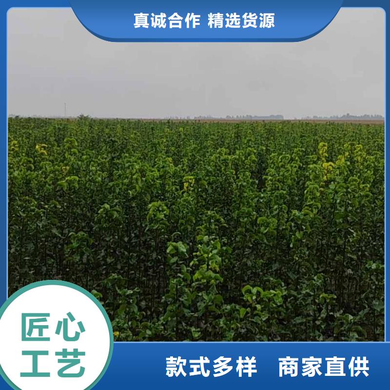【梨】杜梨苗为您精心挑选