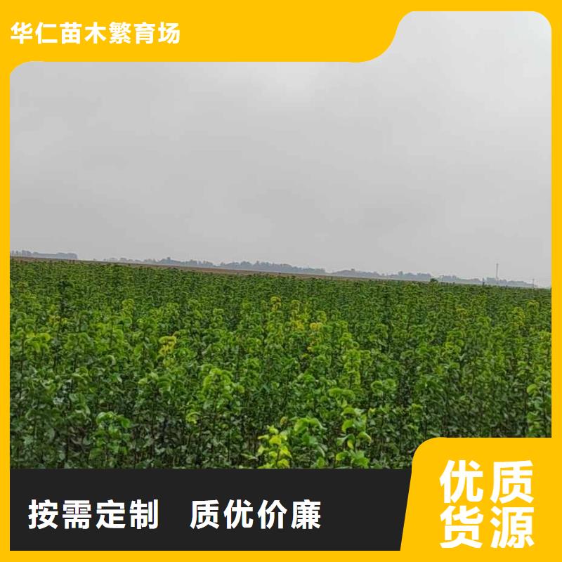 梨-黄冠梨树苗实力工厂