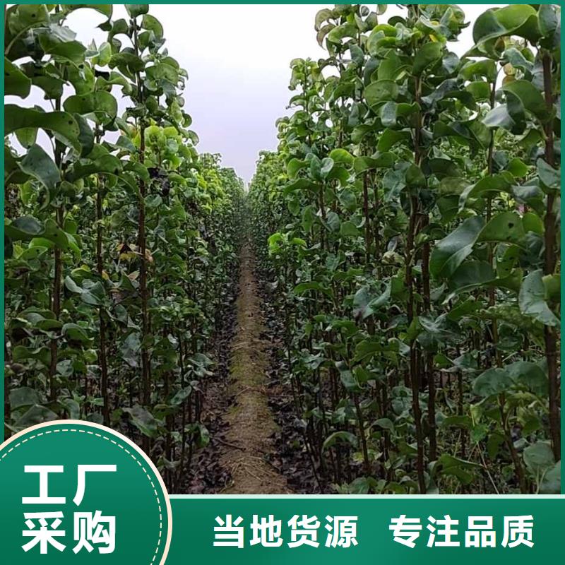 梨梨树苗基地现货实拍
