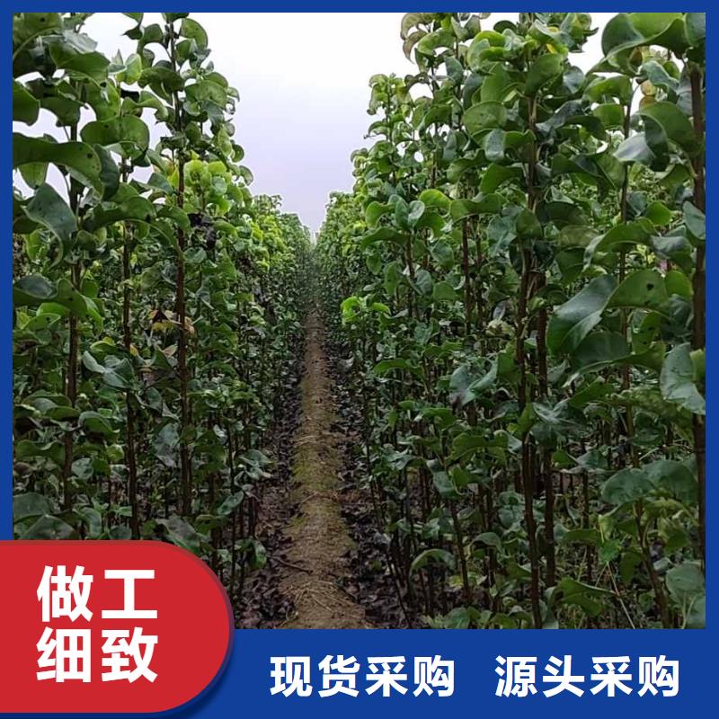 梨-黄冠梨树苗实力工厂