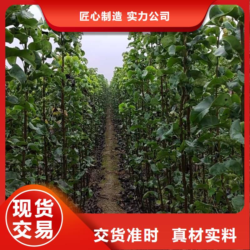 梨_秋月梨树苗您想要的我们都有