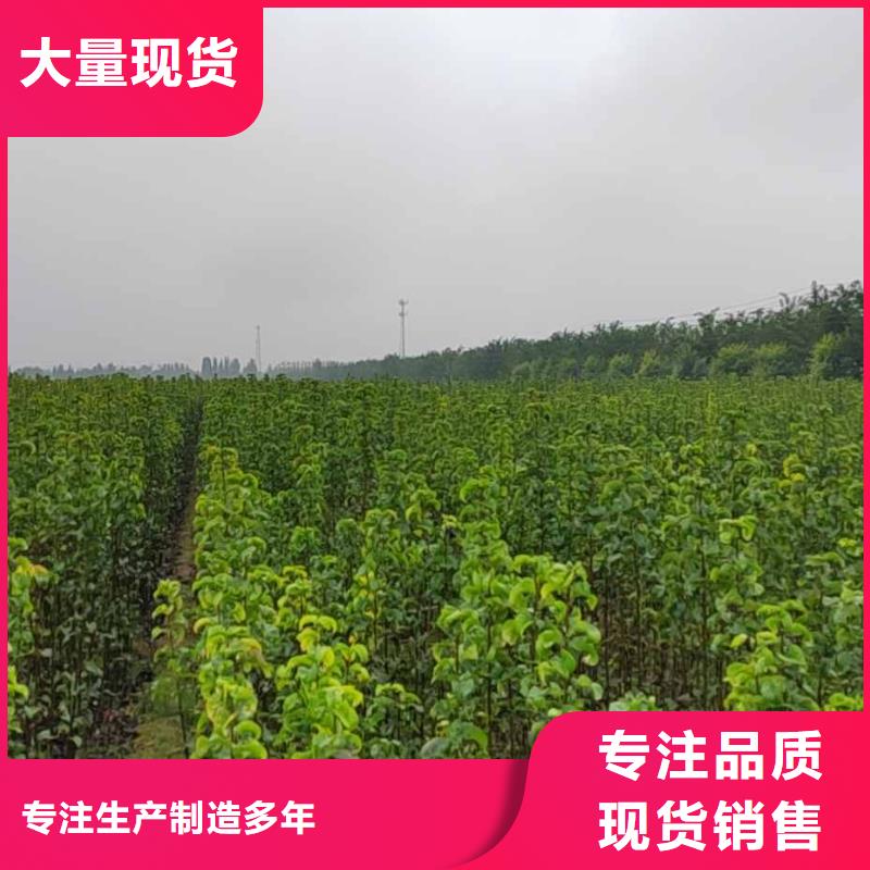 梨梨树苗基地批发供应