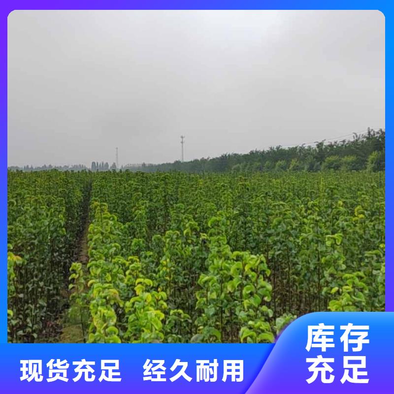 梨香酥梨树苗优选货源