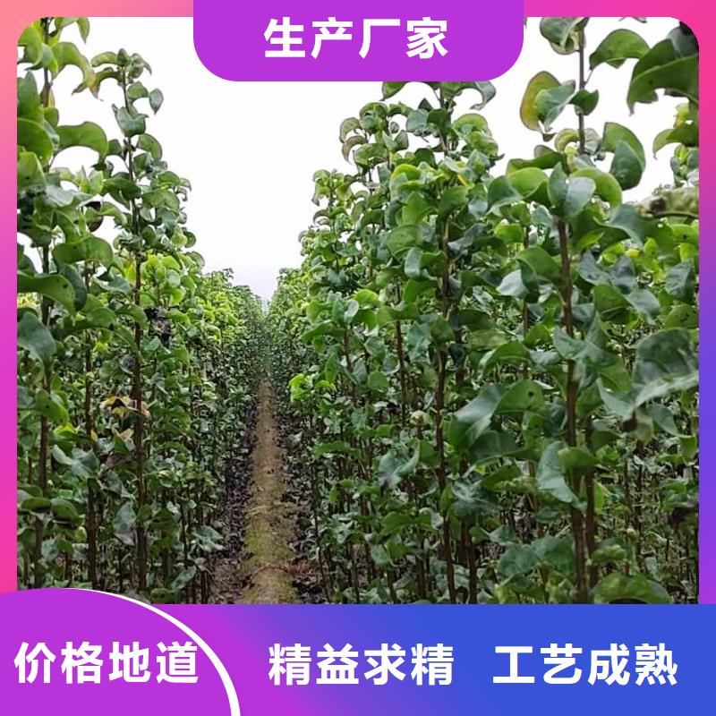 梨梨树苗基地好货直销