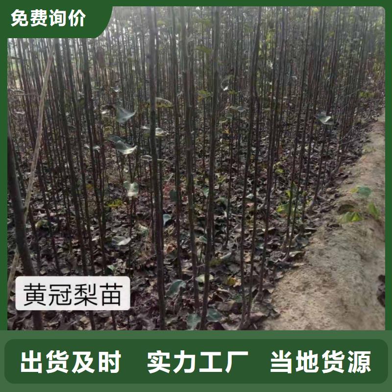梨梨树苗基地现货实拍