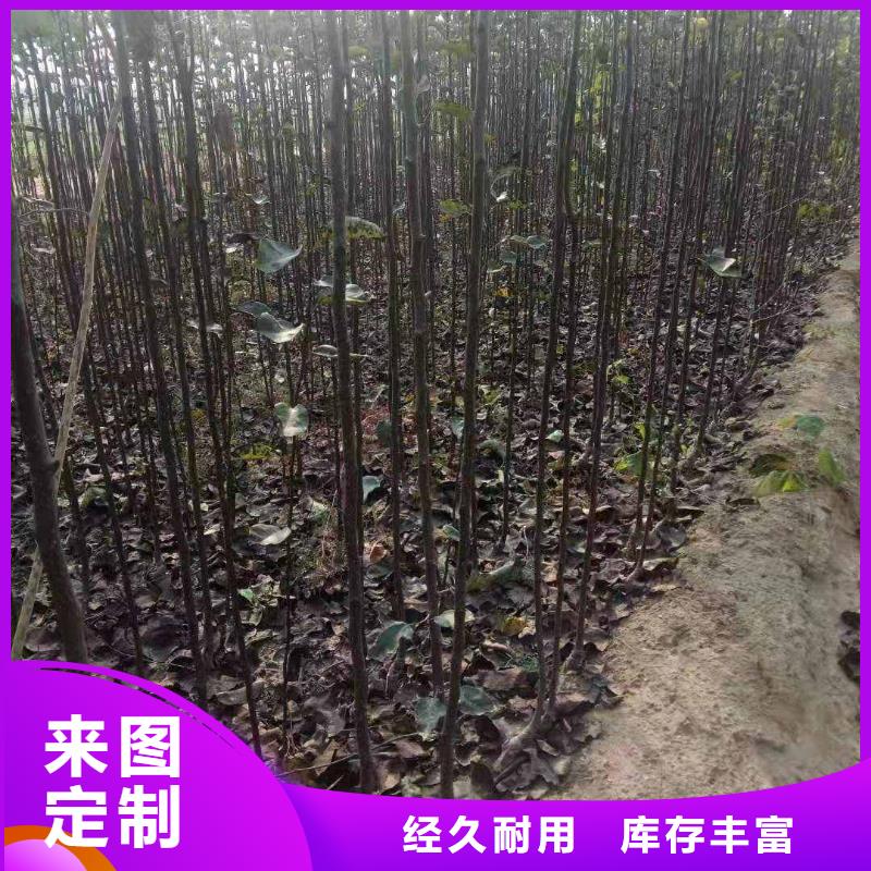 梨香酥梨树苗优选货源