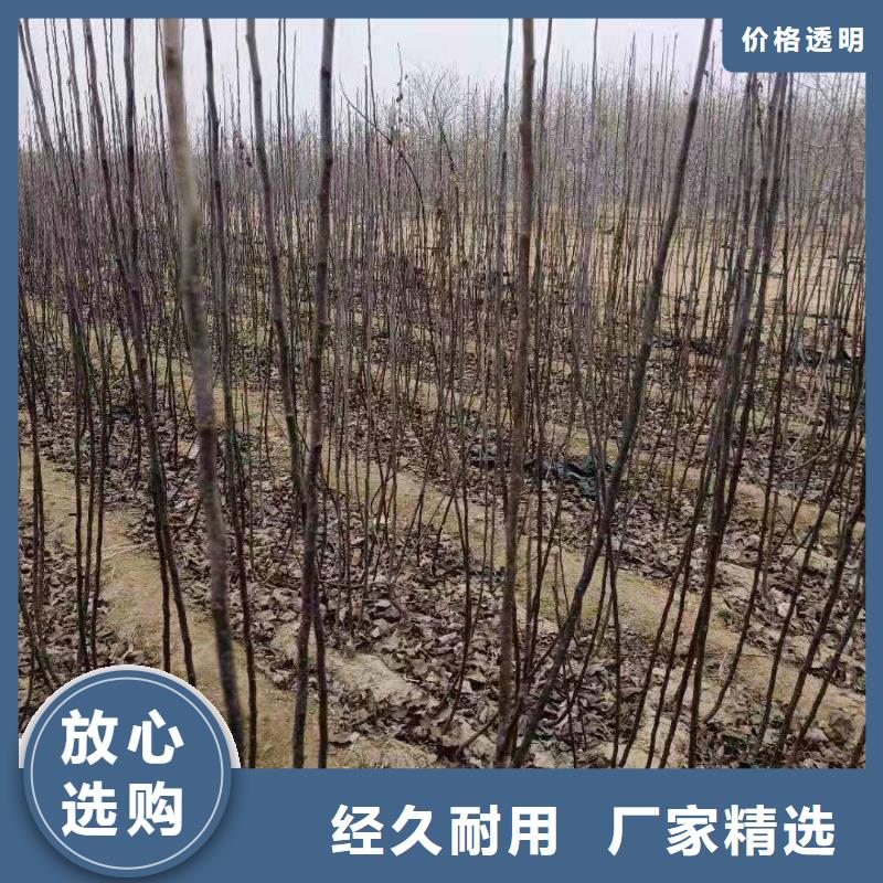 梨梨树苗基地好货直销
