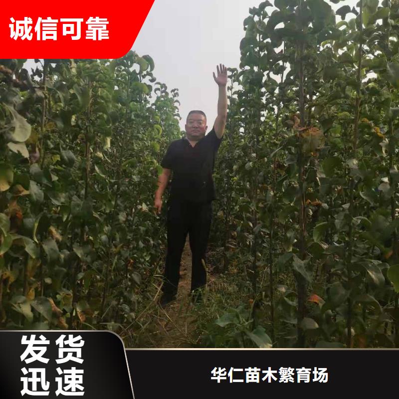 梨-红香酥梨树苗专业生产厂家
