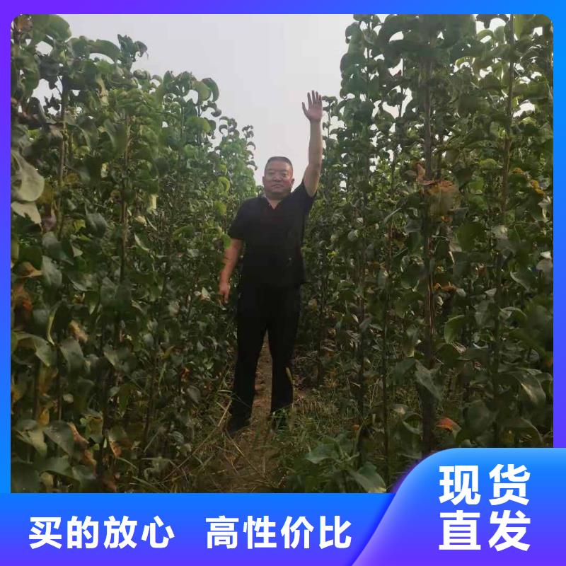 梨-黄冠梨树苗实力工厂