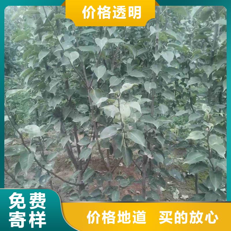 【梨】-秋月梨树苗好货直供