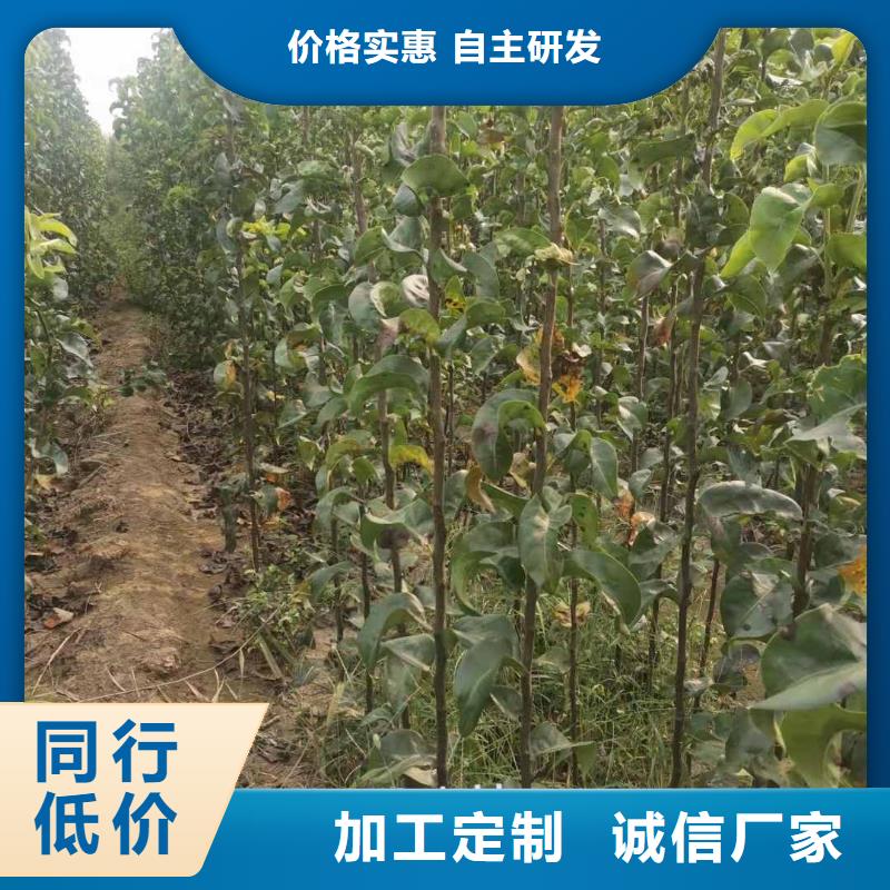 梨梨树苗基地现货实拍