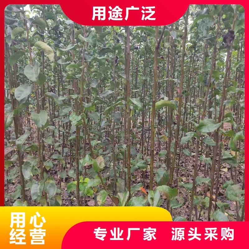 梨香酥梨树苗优选货源
