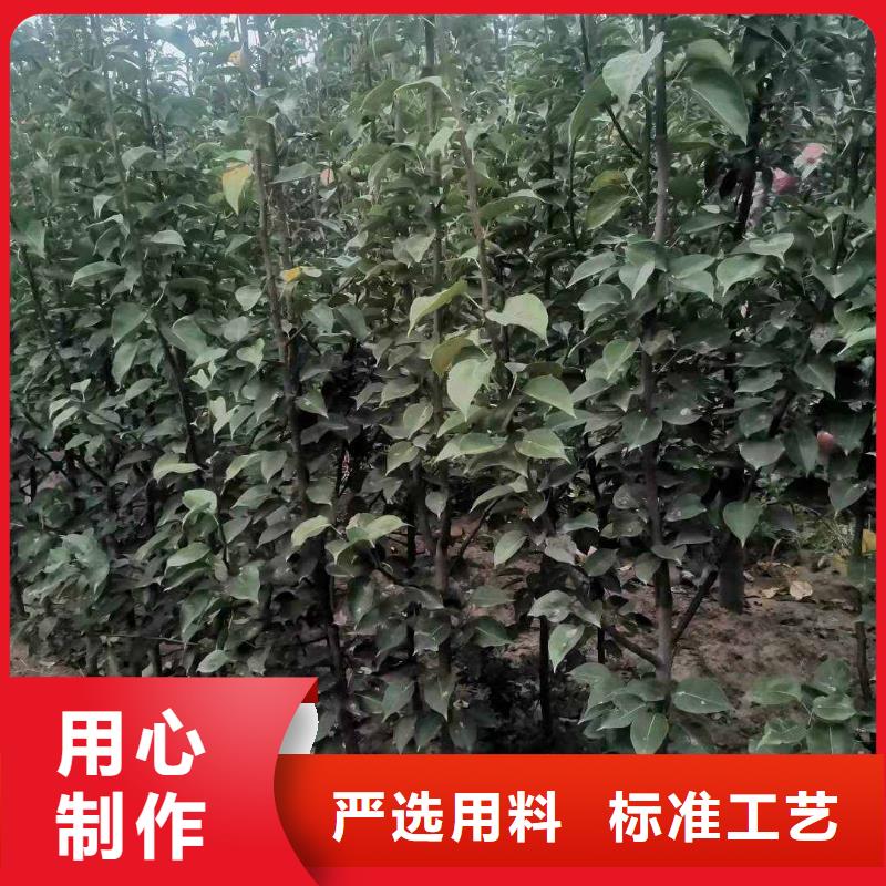 梨新梨7号梨树苗规格型号全