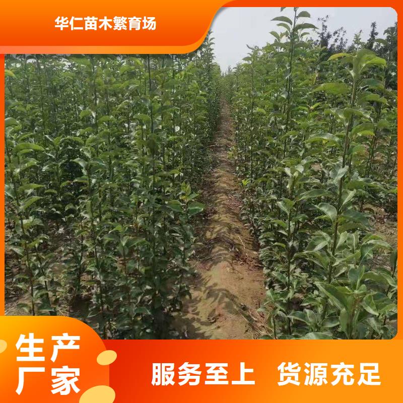 梨山桃苗种类齐全