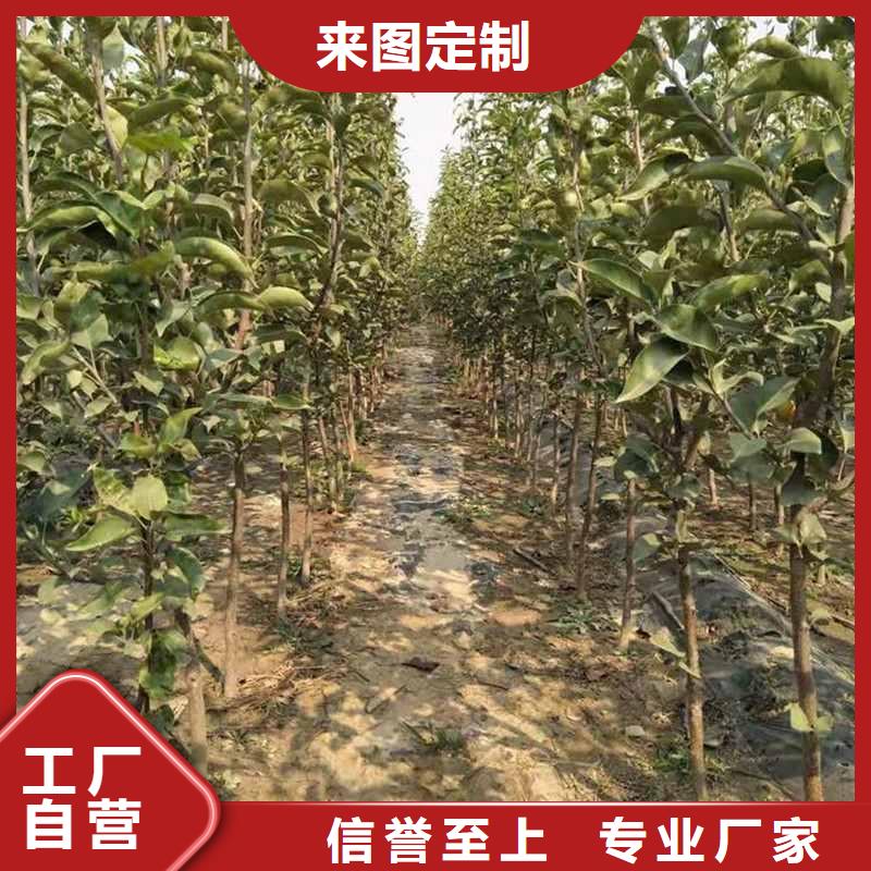 梨【杜梨苗】产地源头好货