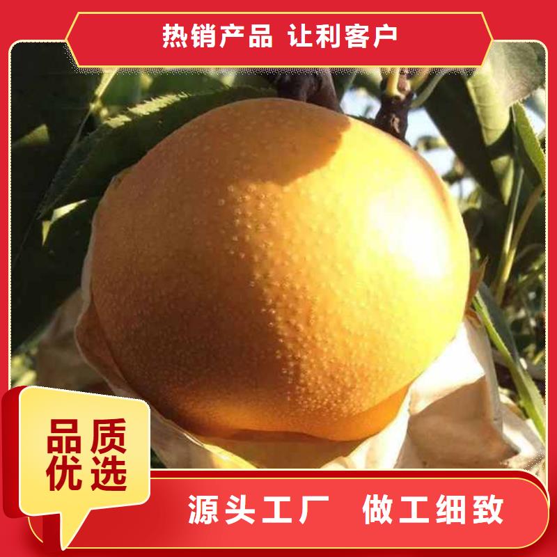 梨山桃苗种类齐全