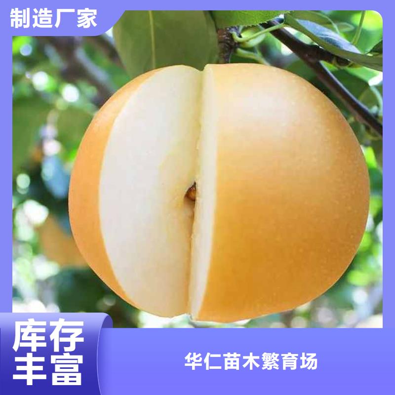 梨梨树苗基地好货直销