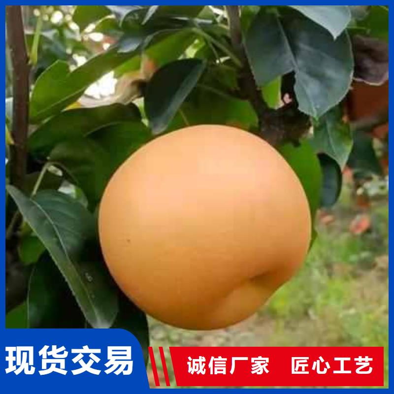 梨香酥梨树苗优选货源
