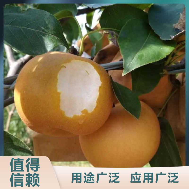 梨_玉露香梨树苗厂家直营